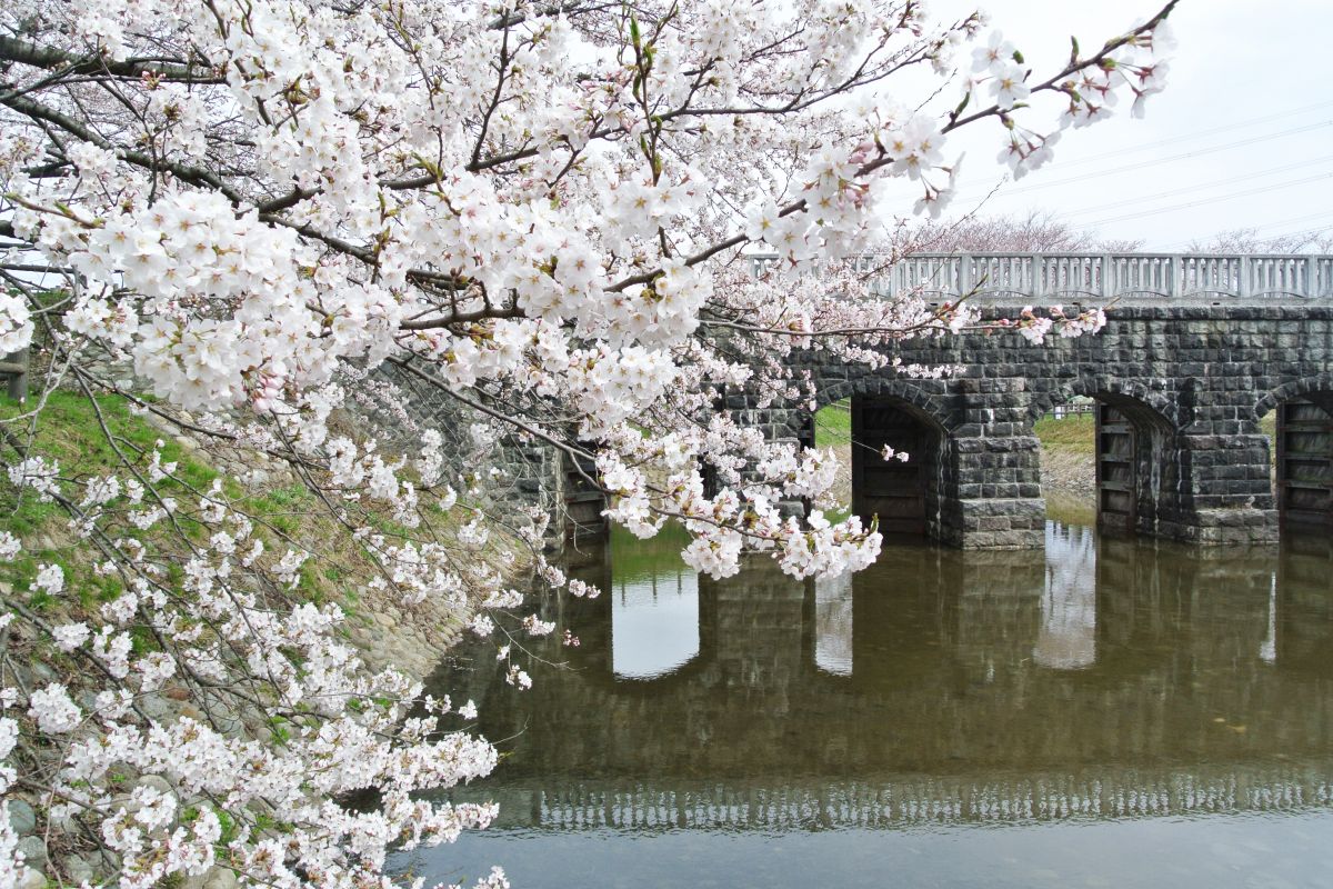 一度は行きたい！新潟の桜の名所6選｜旅の特集｜【公式】新潟県のおすすめ観光・旅行情報！にいがた観光ナビ