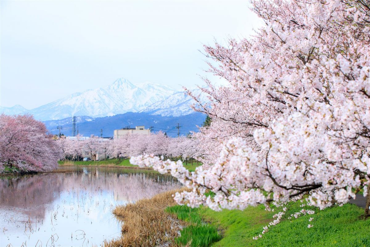 一度は行きたい！新潟の桜の名所6選｜旅の特集｜【公式】新潟県のおすすめ観光・旅行情報！にいがた観光ナビ