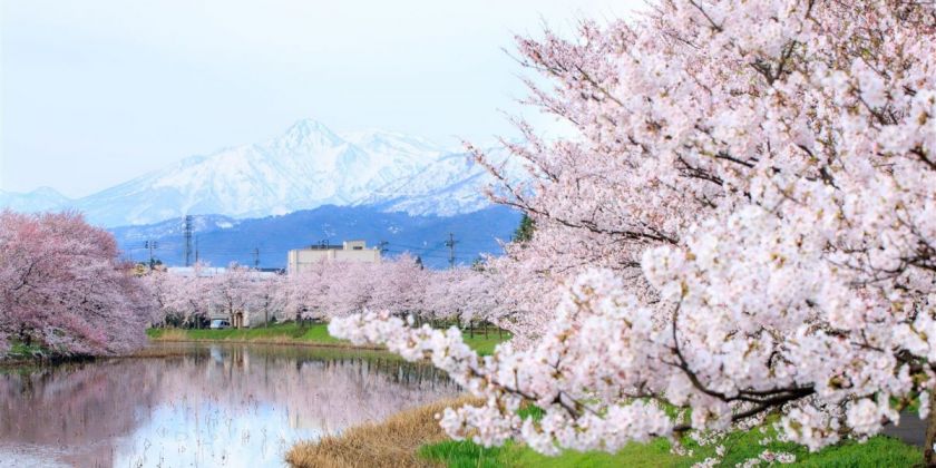 一度は行きたい 新潟の桜の名所6選 旅の特集 公式 新潟県のおすすめ観光 旅行情報 にいがた観光ナビ