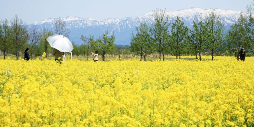 桜だけじゃない フォトジェニックな春のお花スポット７選 旅の特集 公式 新潟県のおすすめ観光 旅行情報 にいがた観光ナビ