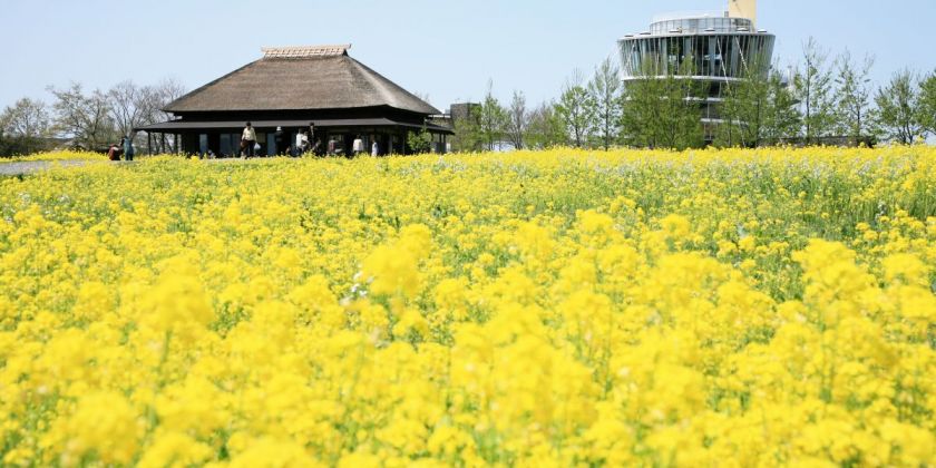 桜だけじゃない フォトジェニックな春のお花スポット７選 旅の特集 公式 新潟県のおすすめ観光 旅行情報 にいがた観光ナビ