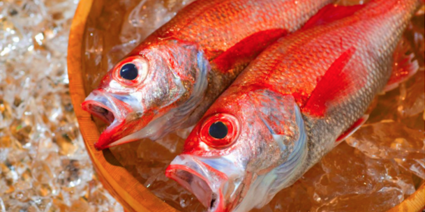 白身魚の王様 のどぐろ を食べに新潟へ行こう 旅の特集 公式 新潟県のおすすめ観光 旅行情報 にいがた観光ナビ