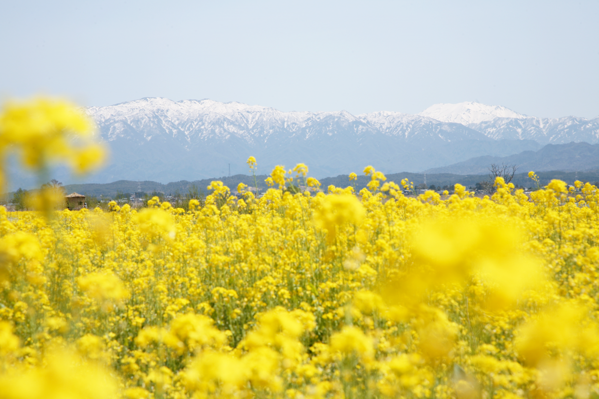 春を彩る新潟県の菜の花スポット4選！｜旅の特集｜【公式】新潟県の