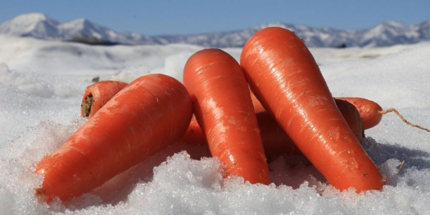 雪国ならではのブランド野菜 あま い 雪下にんじん を収穫してみよう 旅の特集 公式 新潟県のおすすめ観光 旅行情報 にいがた観光ナビ