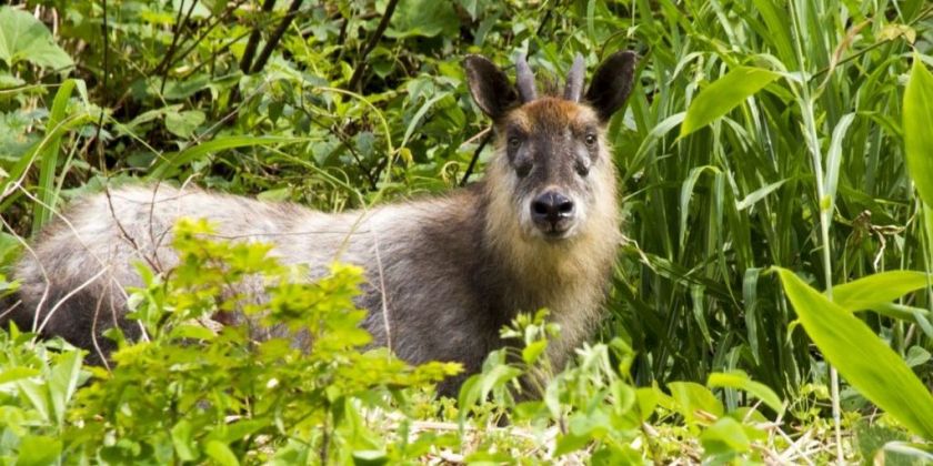 Gwに行きたい 新緑を楽しめるスポット9選 旅の特集 公式 新潟県のおすすめ観光 旅行情報 にいがた観光ナビ