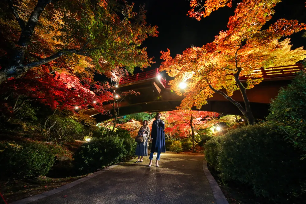 弥彦公園もみじ谷 紅葉ライトアップ