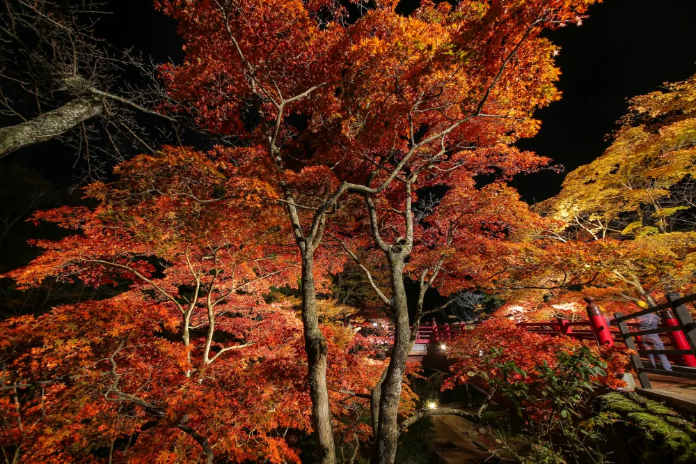 弥彦公園もみじ谷 紅葉ライトアップ
