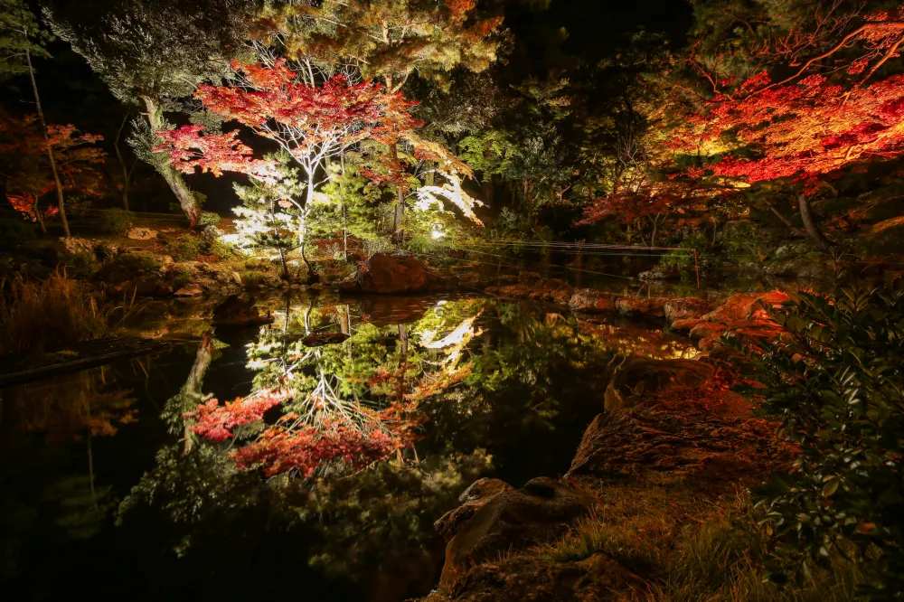 弥彦公園もみじ谷 紅葉ライトアップ