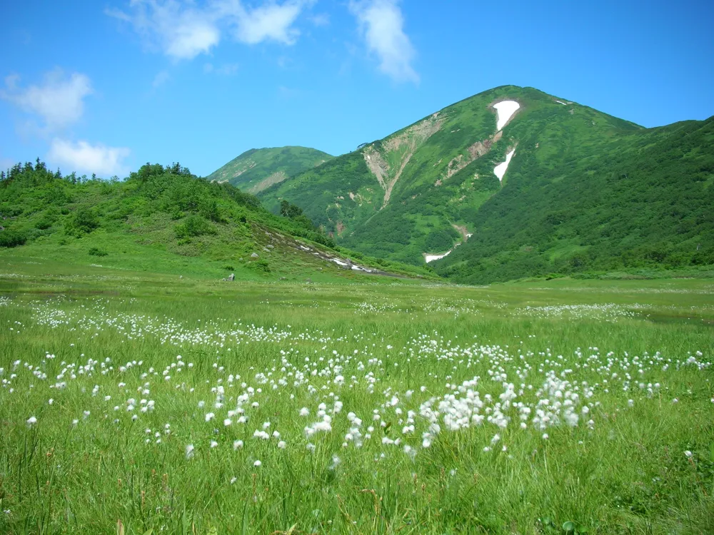 火打山～ワタスゲ～