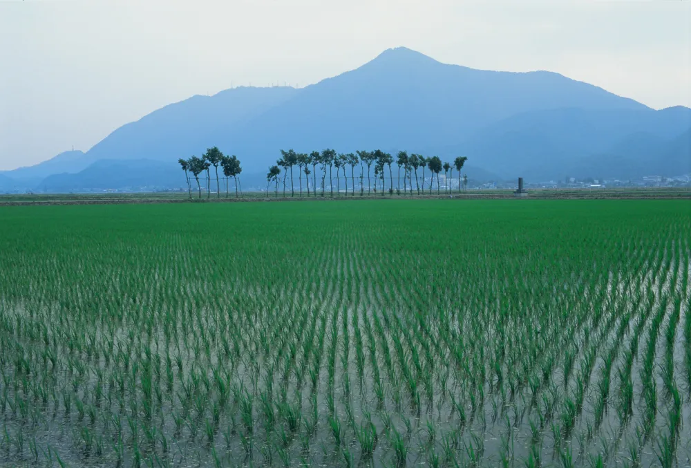 ハサ木の田園