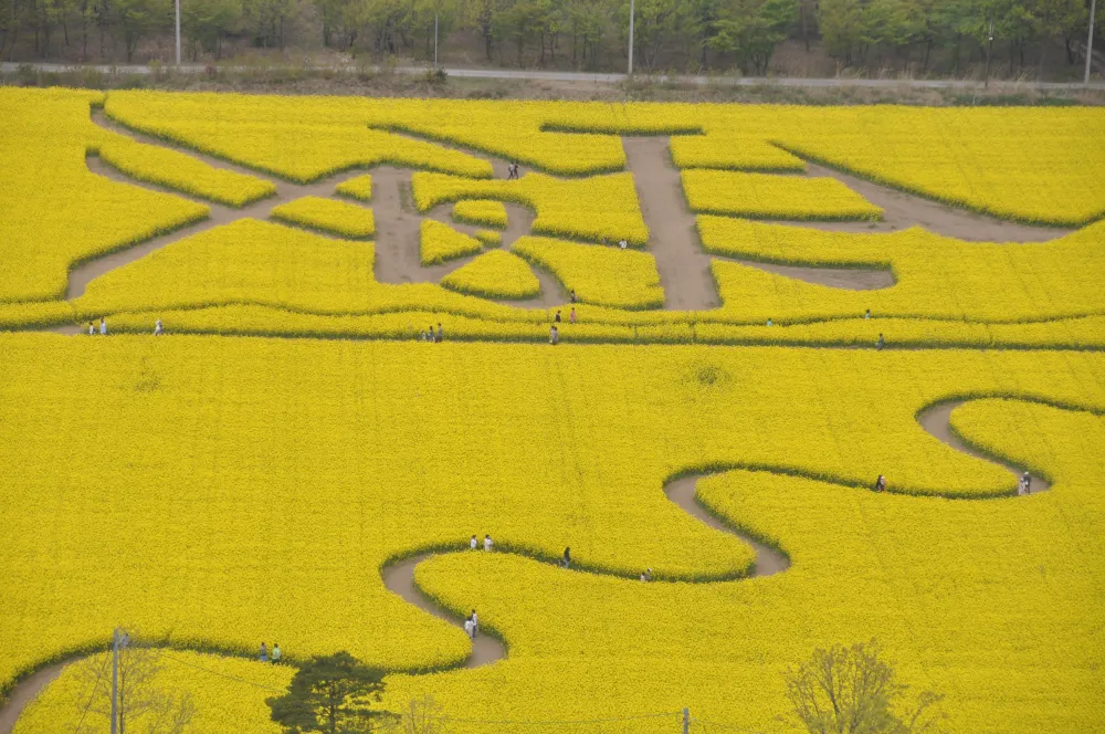 菜の花畑の愛