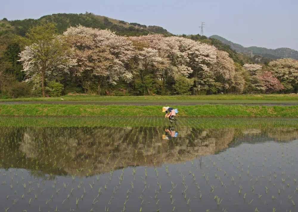 桜鏡の田園