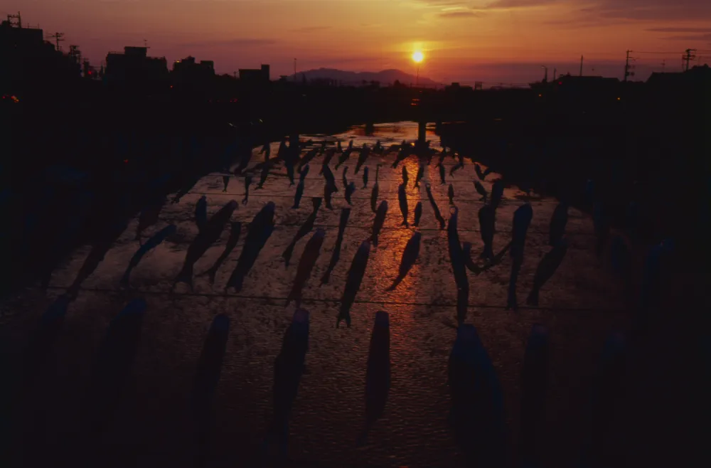 鯉のぼり夕景
