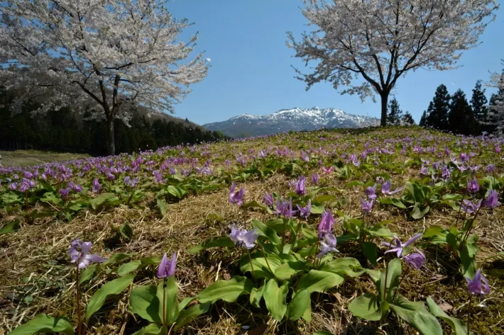 春真盛り
