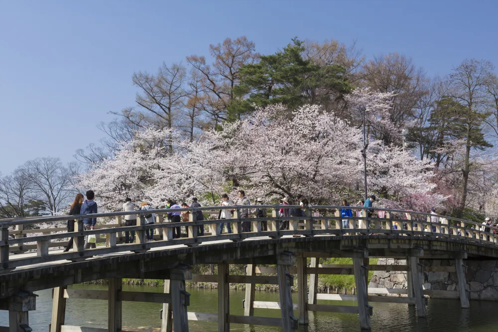 高田城址公園観桜会