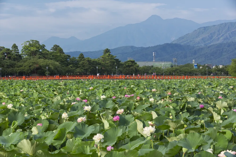 高田城址公園観蓮会