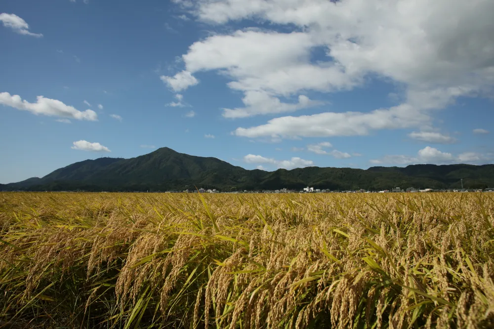 越後平野