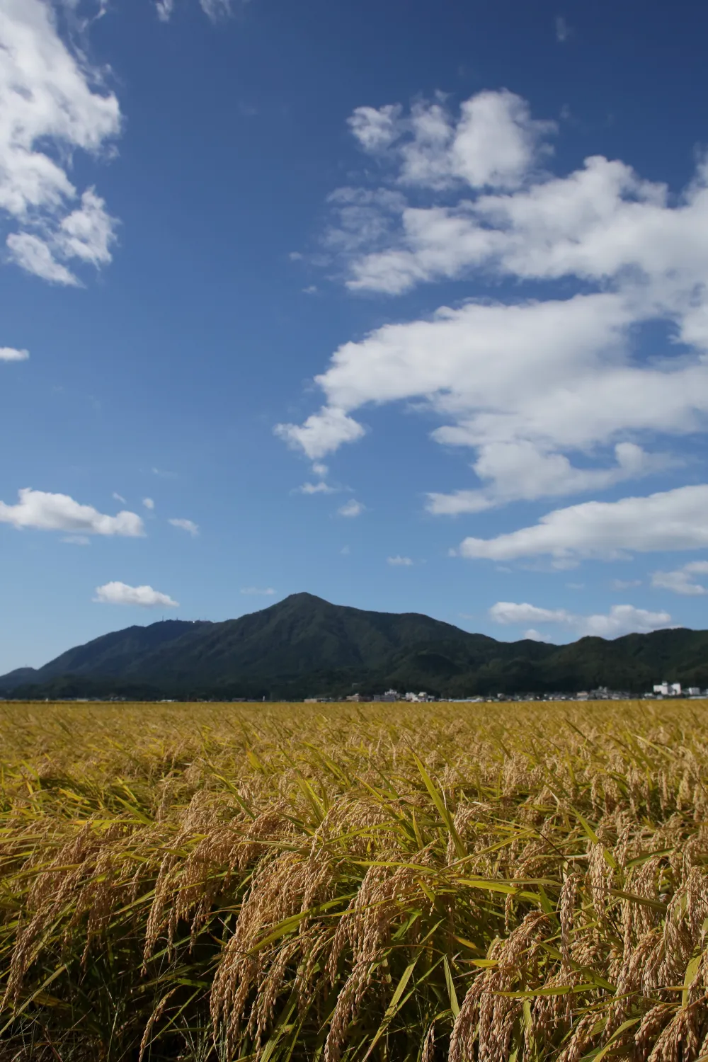 越後平野