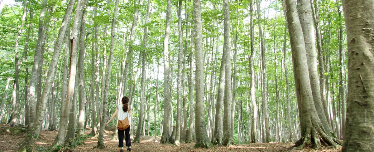 思わず歓喜!一度は見てみたい新潟の絶景10選
