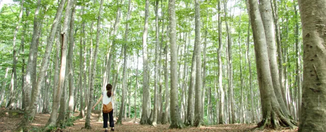 思わず歓喜！一度は見てみたい新潟の絶景10選