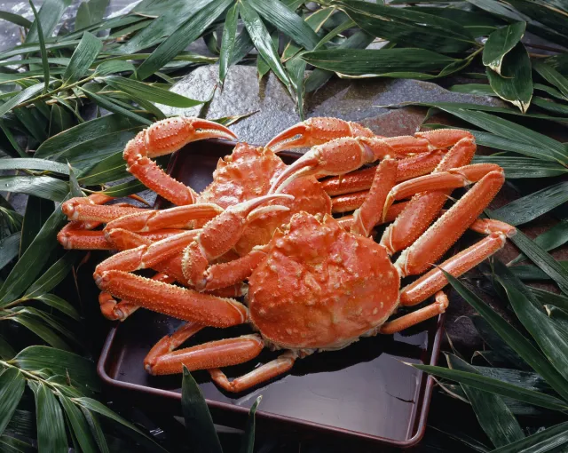 冬の贅沢 カニを食べに行こう！新潟でカニ料理を楽しめるお店・お宿