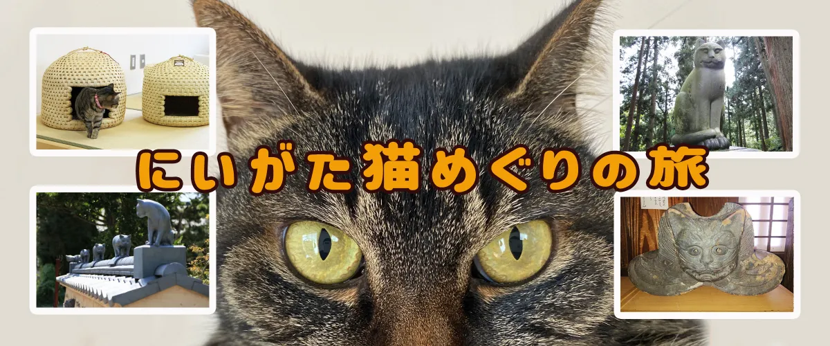 猫好き必見！にいがた猫めぐりの旅 -新潟県のおすすめねこスポット-