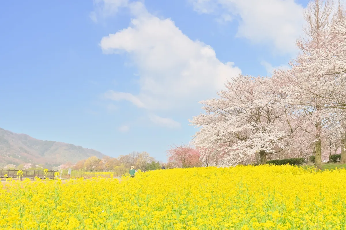 春を彩る新潟県の菜の花スポット5選！