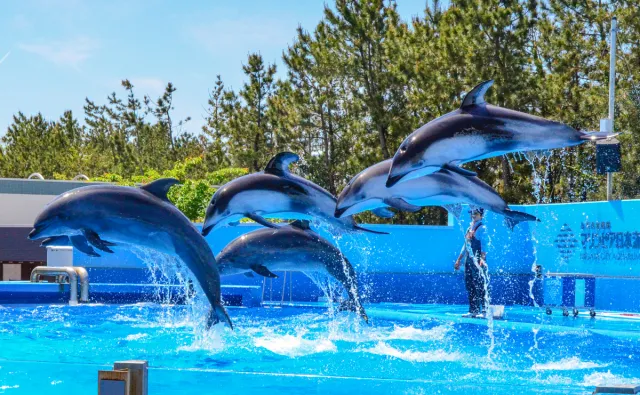 新潟の水族館3選！必見の展示やイベントを紹介！