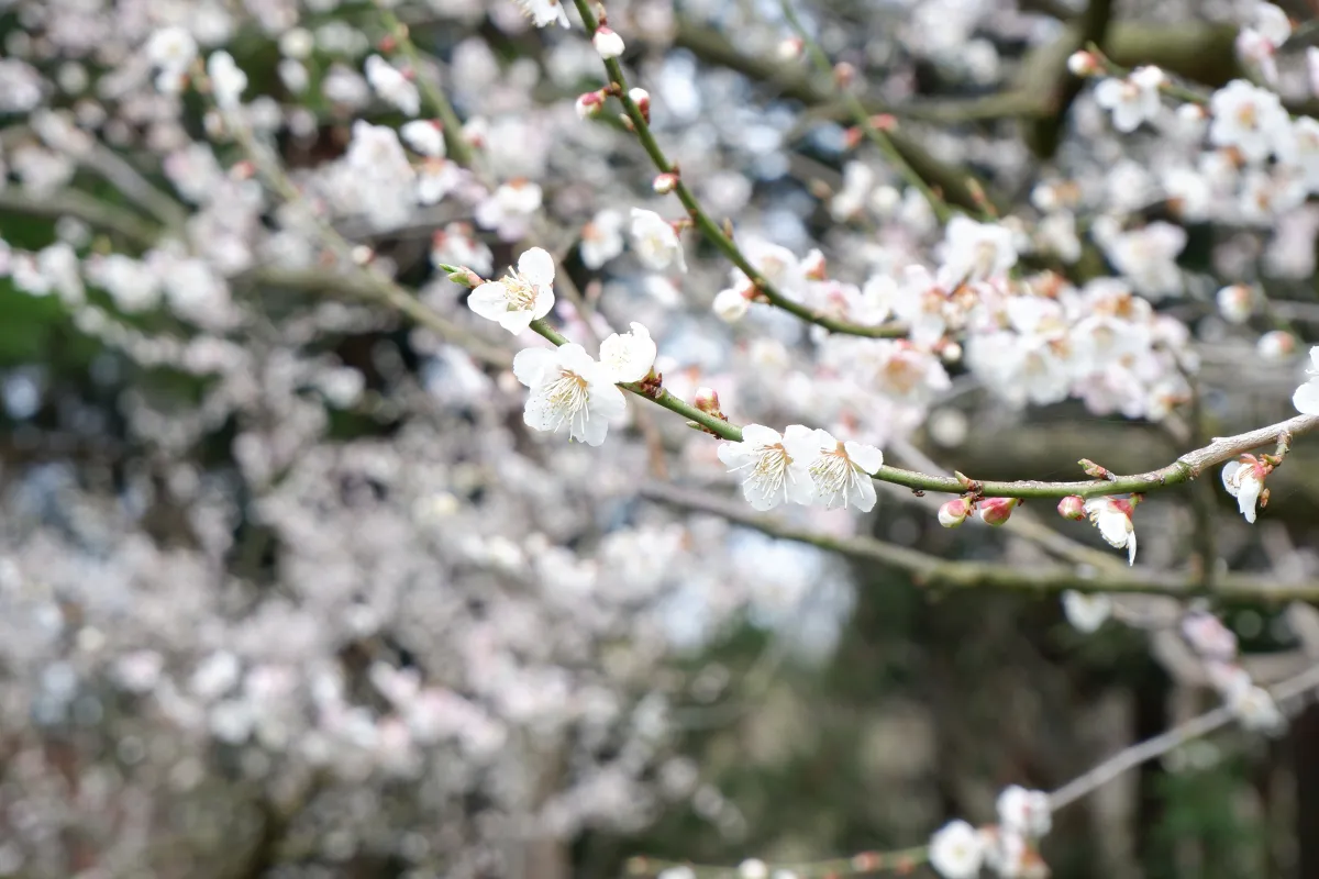 春を先取り！新潟の梅の花見スポット6選【名所まとめ】