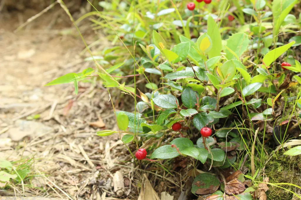 珍しい高山植物