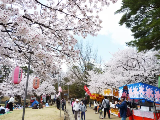 お山の千本桜 悠久山公園/長岡市