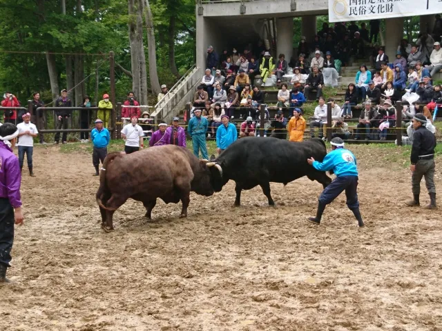 勇壮なぶつかり合い！「山古志闘牛大会」開催！／長岡市