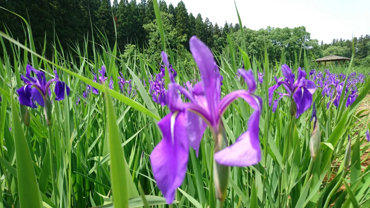 目指してます！日本一の『カキツバタ』…柏崎夢の森公園
