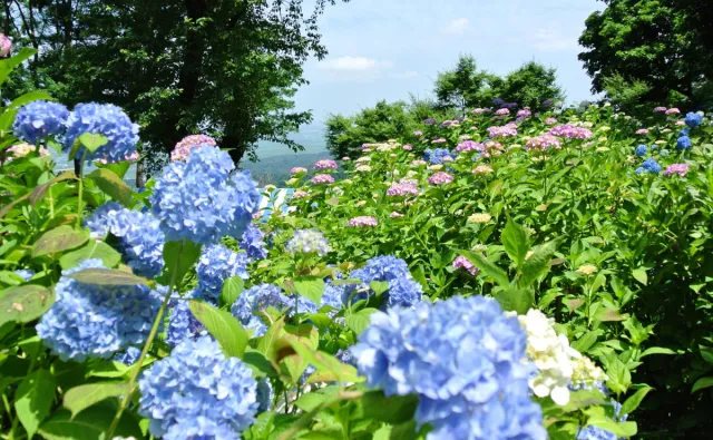 約3万株の花が咲き誇る!護摩堂山のあじさい園/田上町