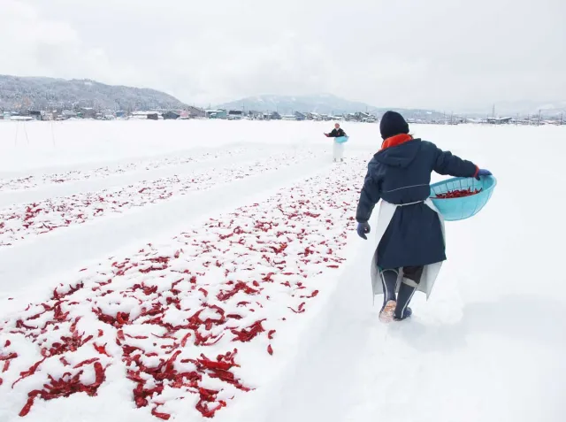 冬の風物詩!醗酵調味料「かんずり」の雪さらしを見てきた/妙高市
