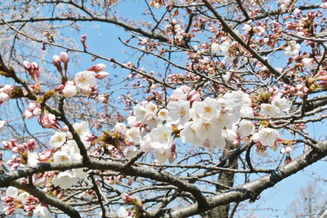 日本三大夜桜!高田公園の桜は咲き始め/上越市