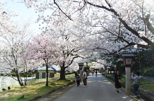 4/15現在見ごろ！早咲き、遅咲きの桜で長く楽しめる！「弥彦公園」＆「彌彦神社桜苑」／弥彦村