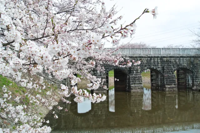 4/15現在見ごろ！加治川治水記念公園／新発田市