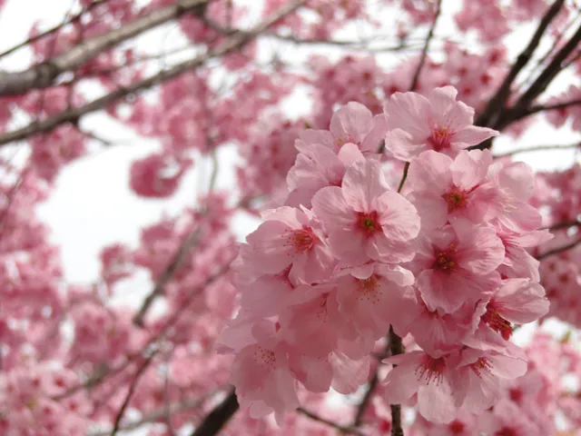 4/14現在見ごろ!さくら名所100選 村松公園/五泉市