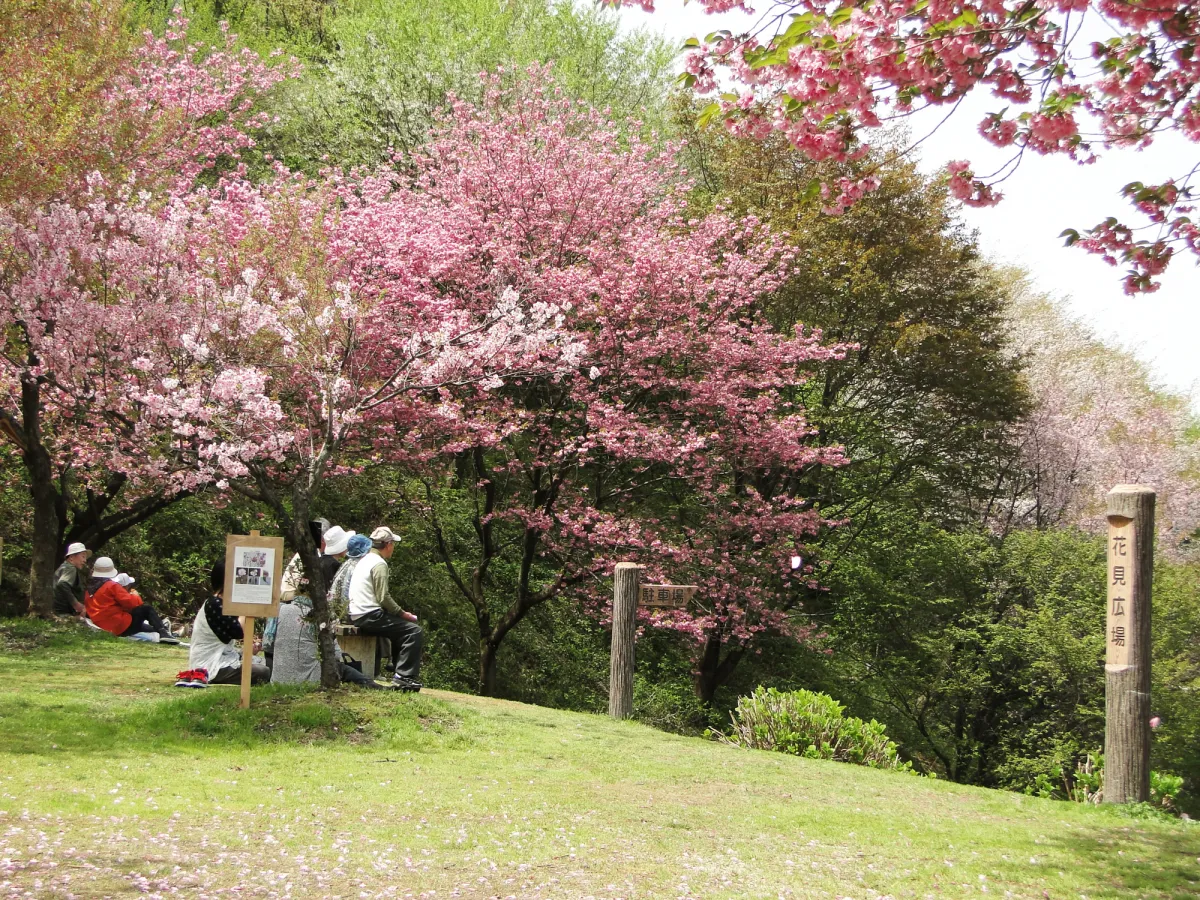 4/15現在5分咲き！国指定天然記念物「大峰山」＆「桜公園」／新発田市