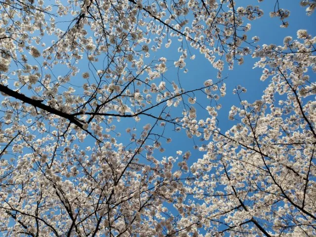 鳥屋野潟公園の桜、咲いてるよ/新潟市
