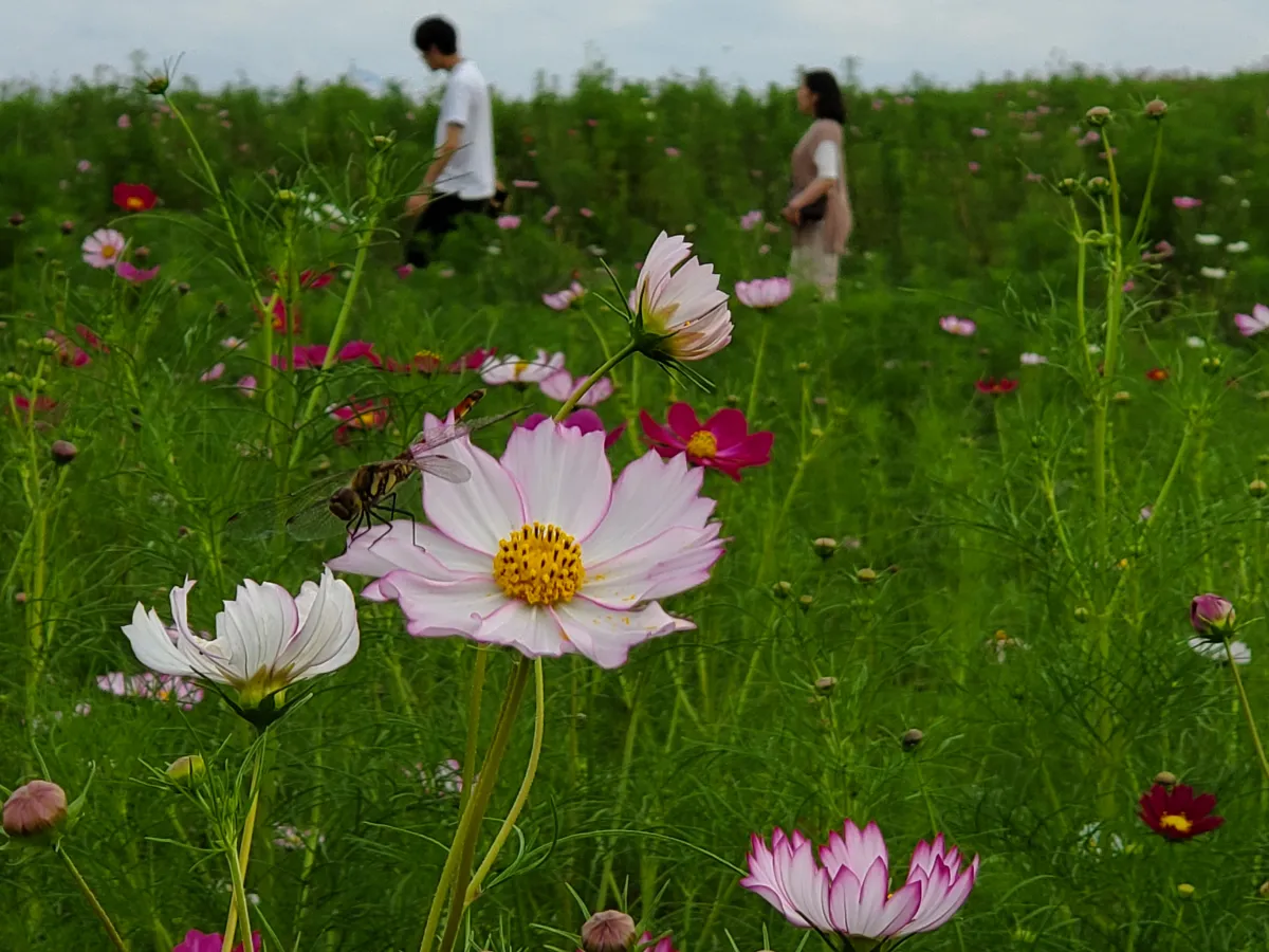上原コスモス園、これからが見ごろだよ／魚沼市