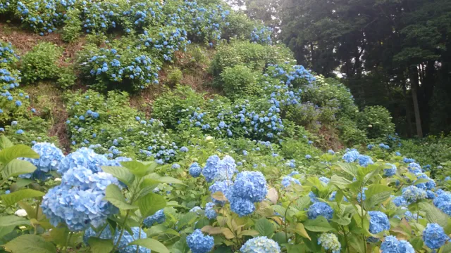 3万株の紫陽花がお出迎え!彩鮮やかな護摩堂山に登ろう/田上町