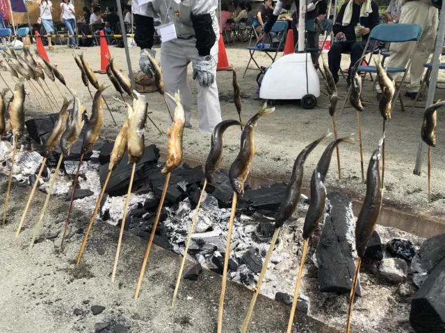 ”今が旬”鮎を豪快に炭火焼き！魚野川の「鮎まるかじり祭り」／南魚沼市