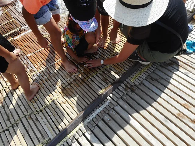 「越後川口やな場」でお魚たちとのふれあいを楽しもう！／長岡市