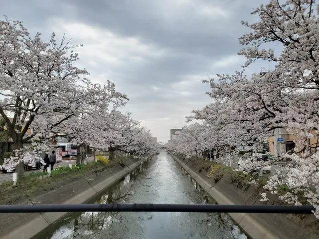 福島江の桜、咲いてるよ／長岡市