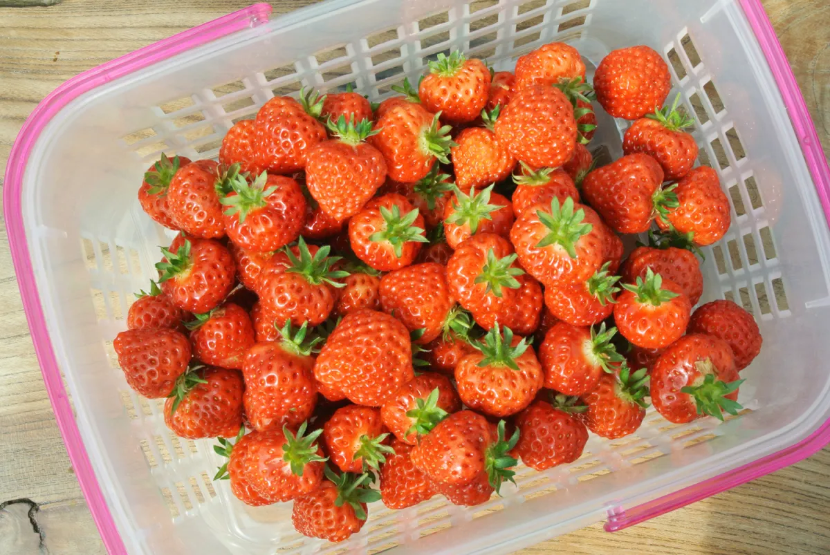 摘みたて最高！！「夢ファームあらかわいちご園」でいちご狩り／村上市