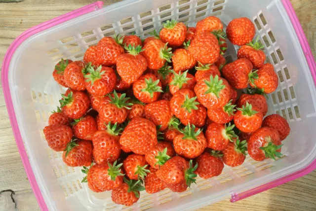 摘みたて最高!!「夢ファームあらかわいちご園」でいちご狩り/村上市