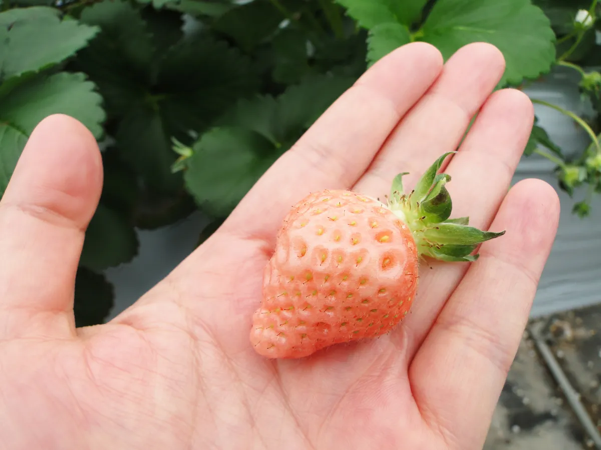 淡いピンクのいちご「えちご美人」を食べてみた／新発田市