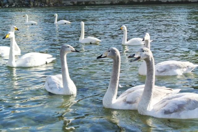 間近で白鳥を見れる!!「白鳥の郷公苑」に行ってみた/三条市